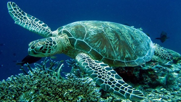 Caretta caretta