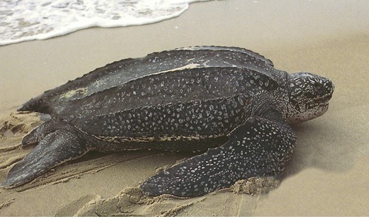 Dermochelys coriacea