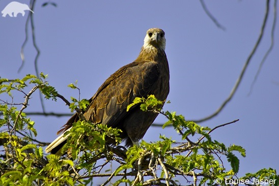 Haliaeetus vociferoides