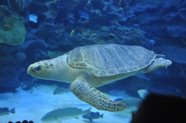 Lepidochelys olivacea