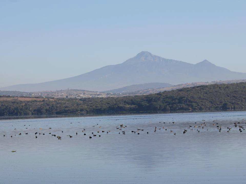 Congregación de aves acuáticas en la Presa Valsequillo, Puebla, Octubre 2011.