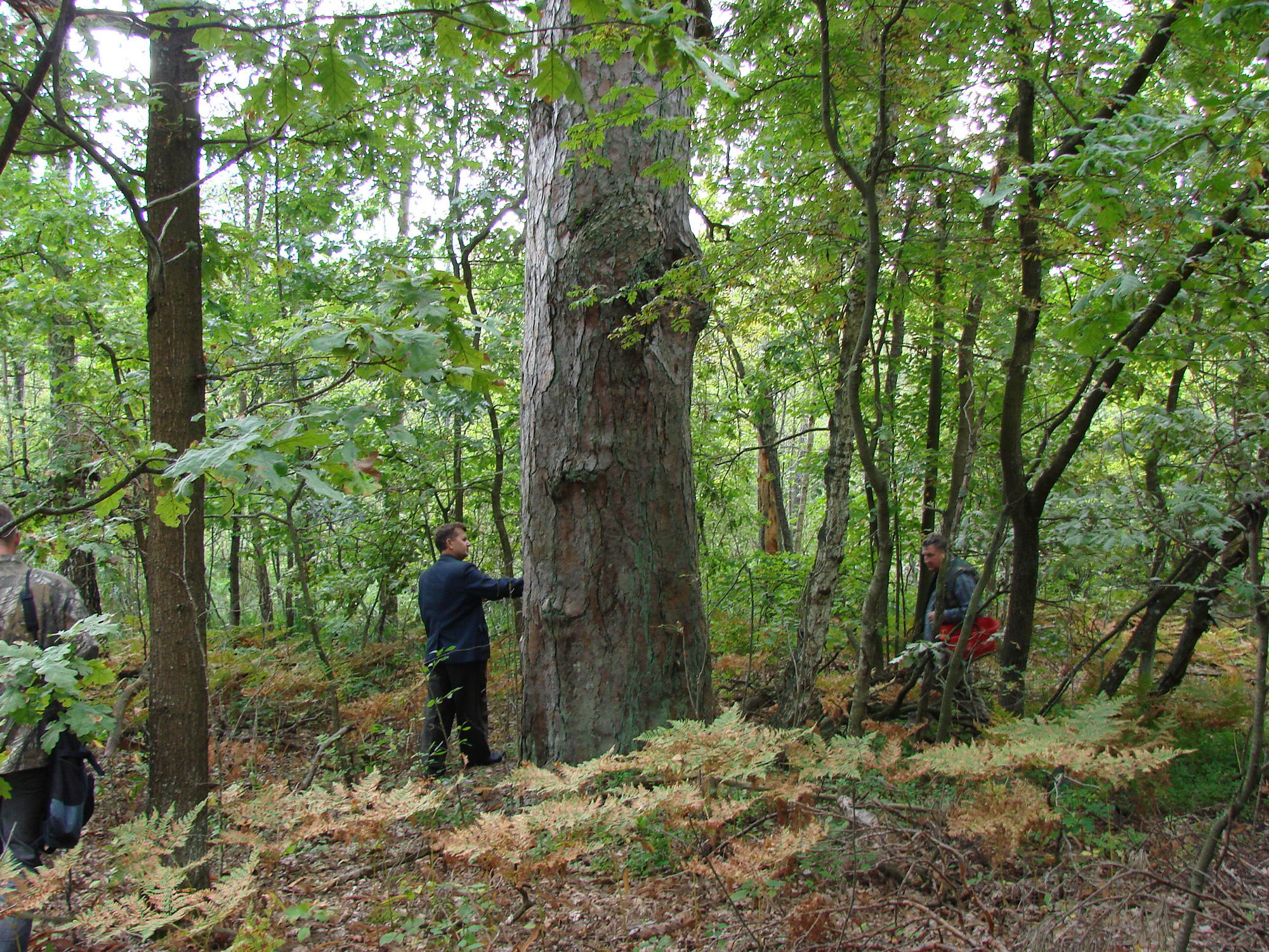 Old-aged forests preserved on islands among mires.