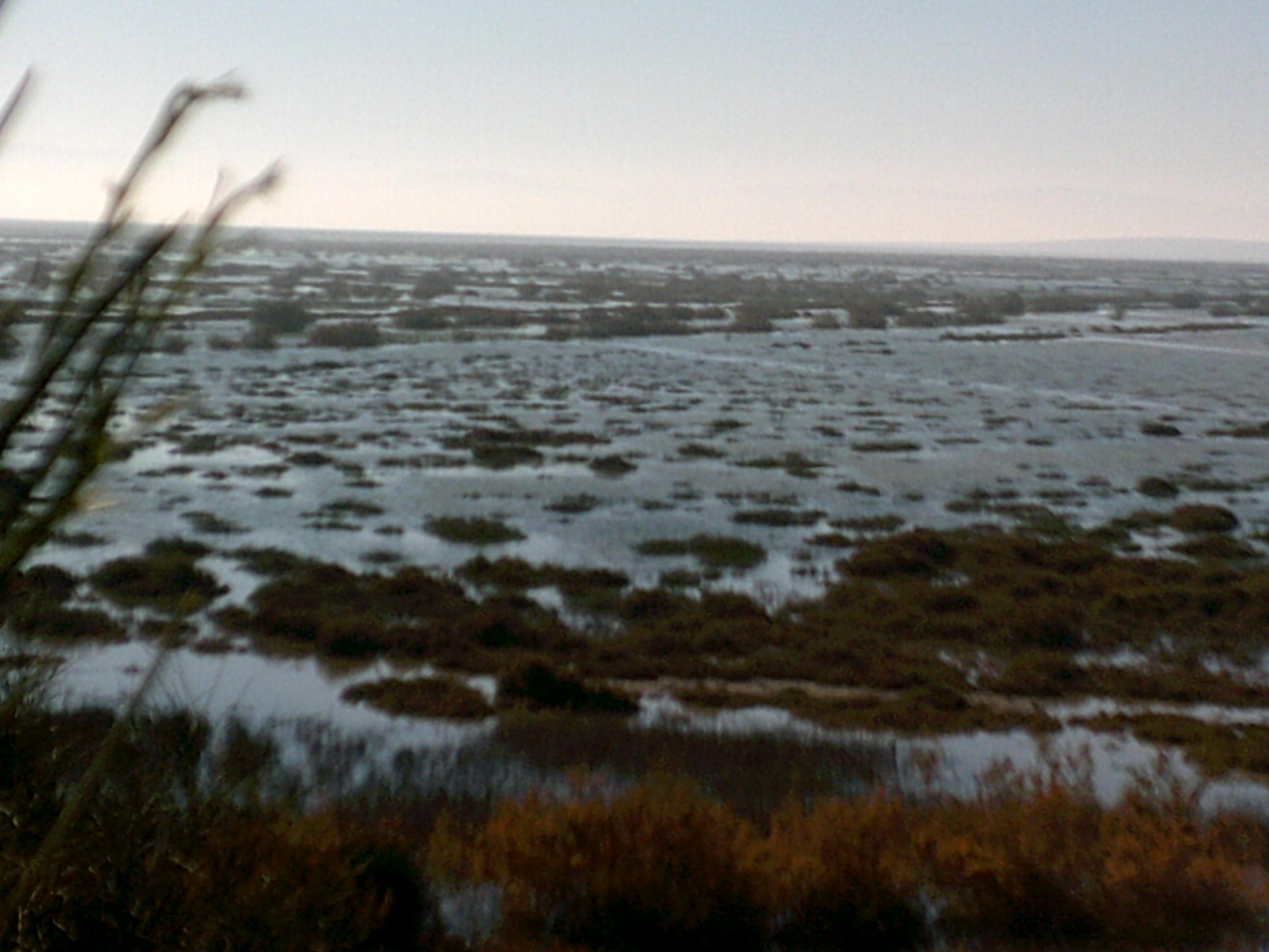 Marais de la Macta