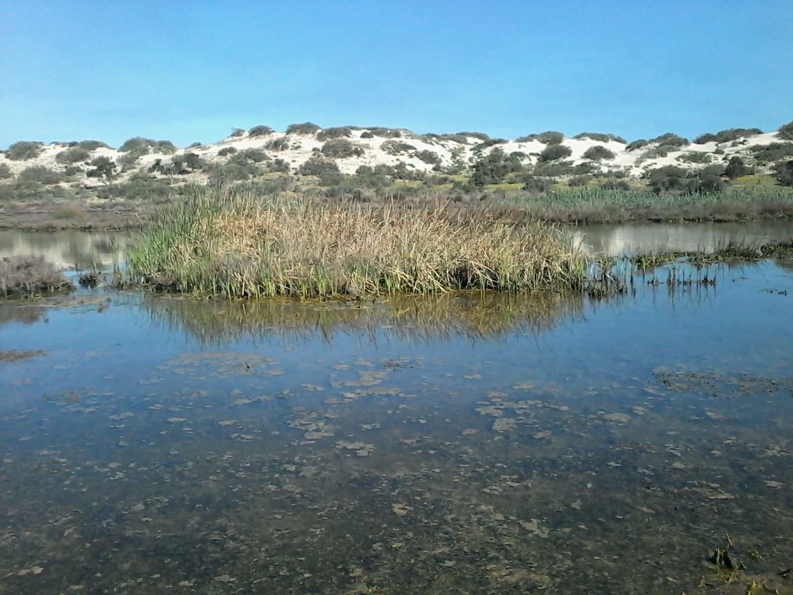 Marais de la Macta