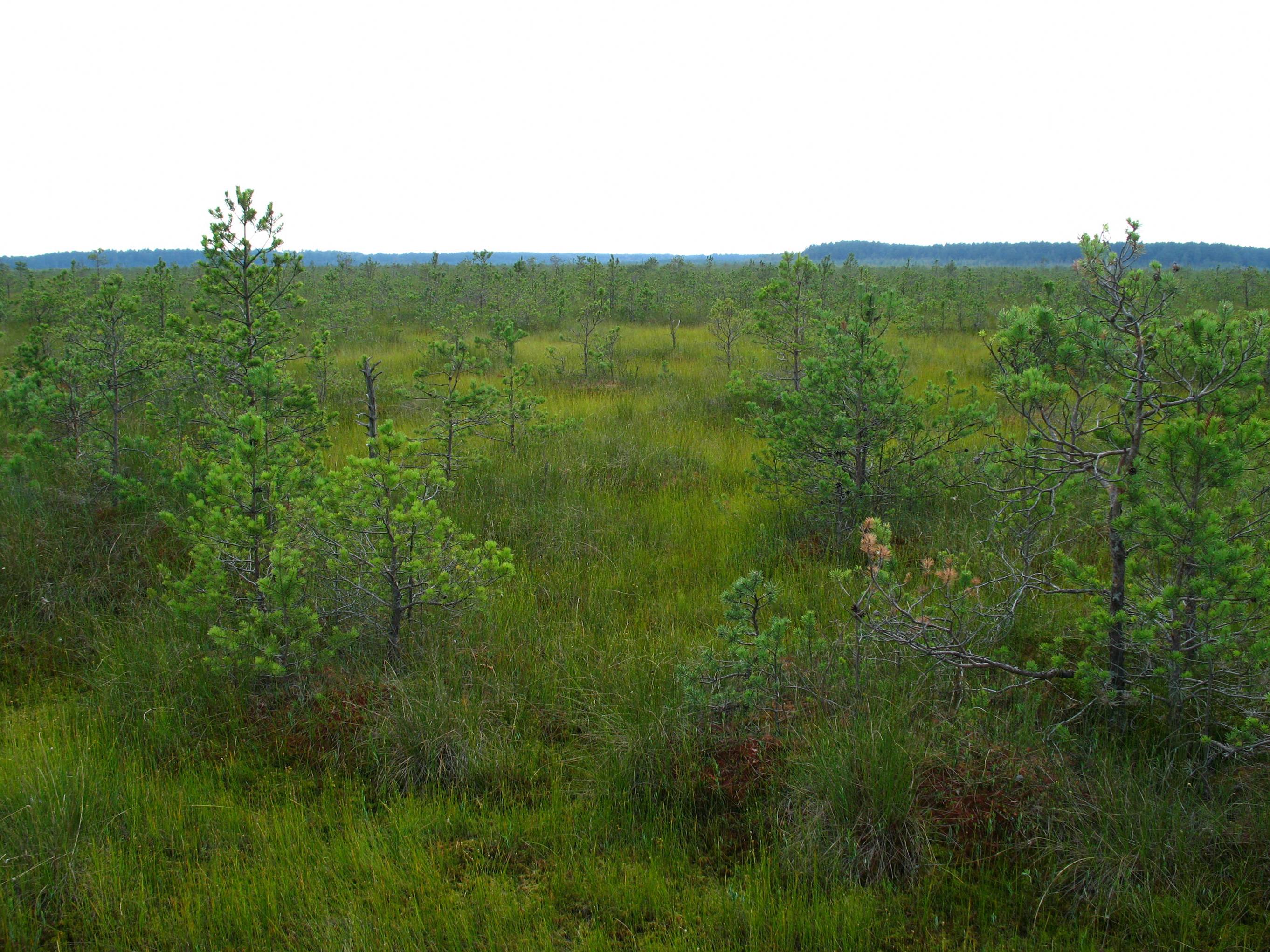 Morochno Ramsar Site