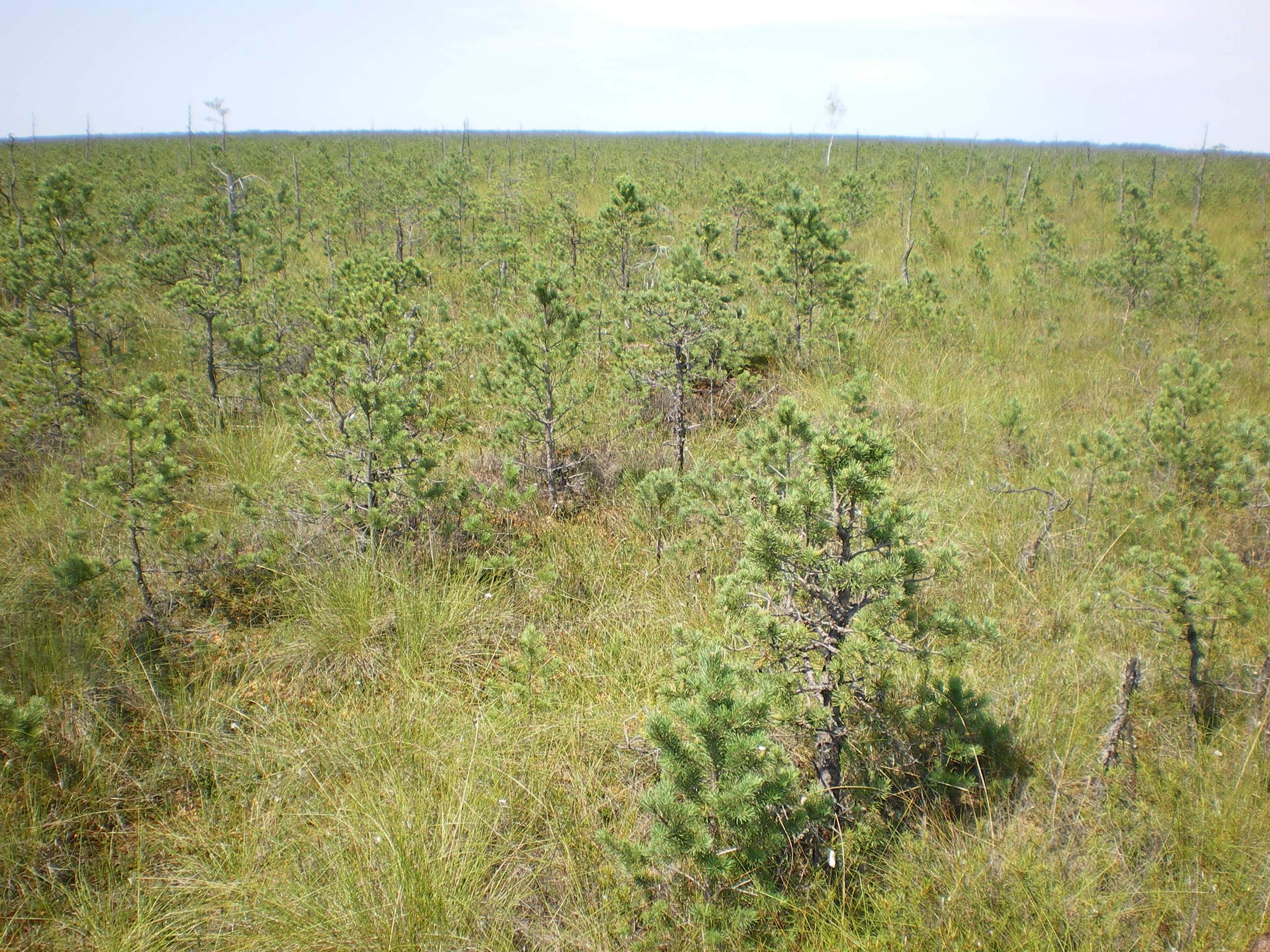 Morochno Ramsar Site