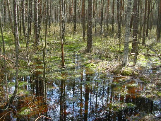 extensive forest swamp