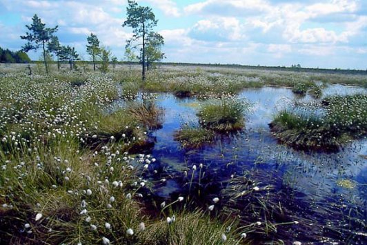 Raised bog