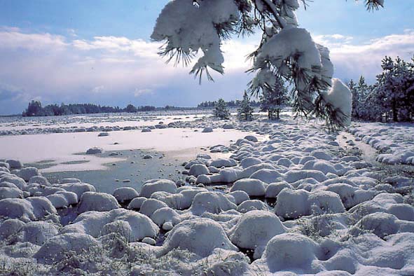 Raised bog