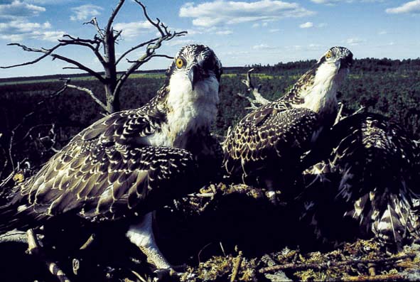 young Osprey in the nest.