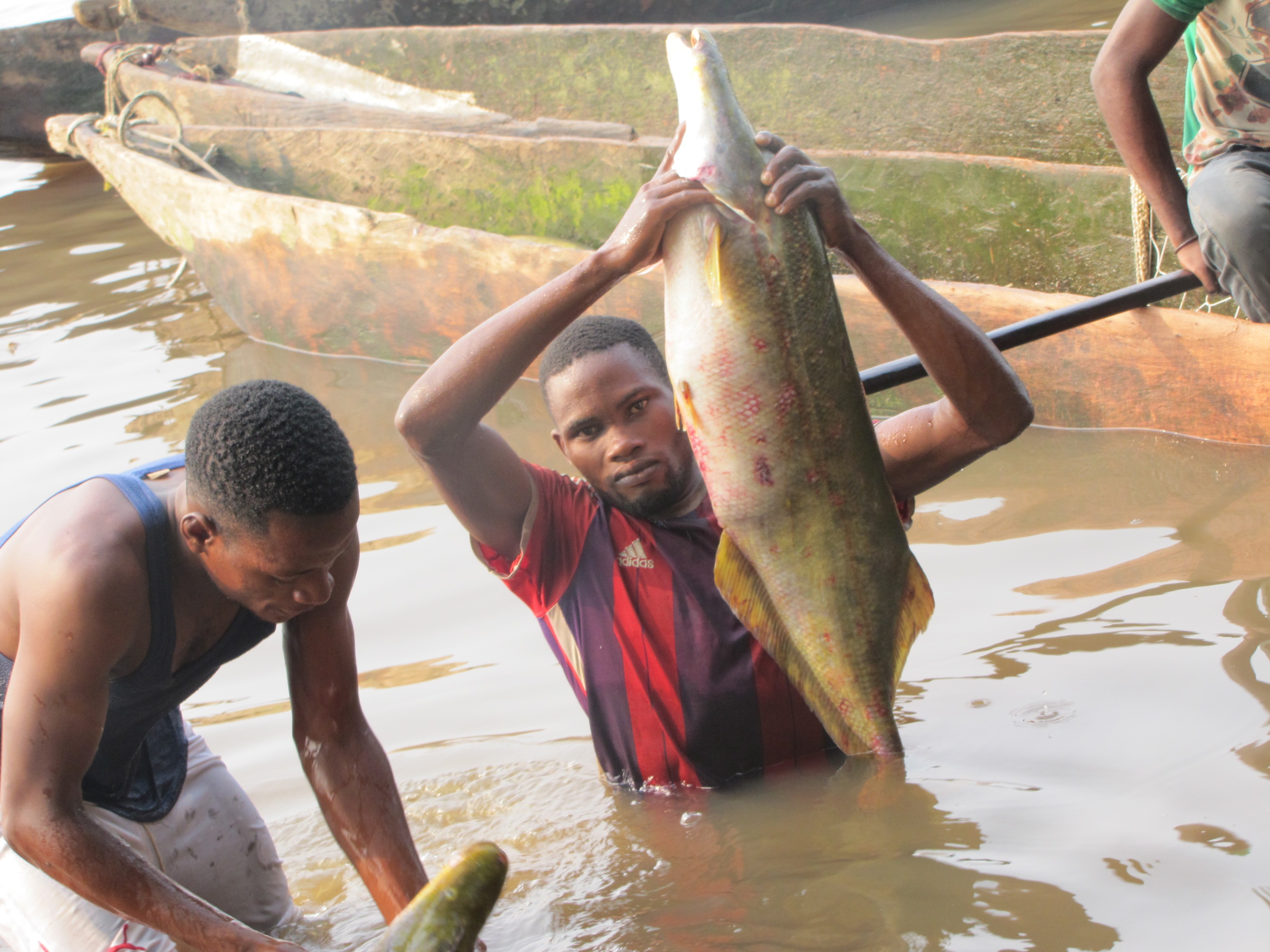 Pêche « Lufuma » pour la prise de Mormyrops deliciosus sur le fleuve Congo à Likenze (Loukolela)