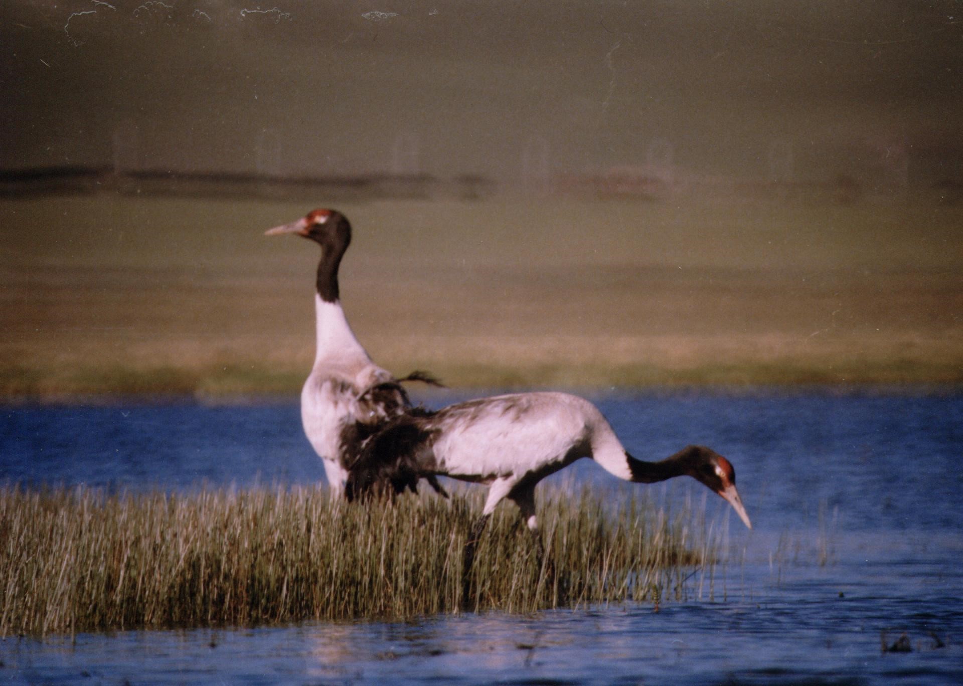 Grus nigricollis