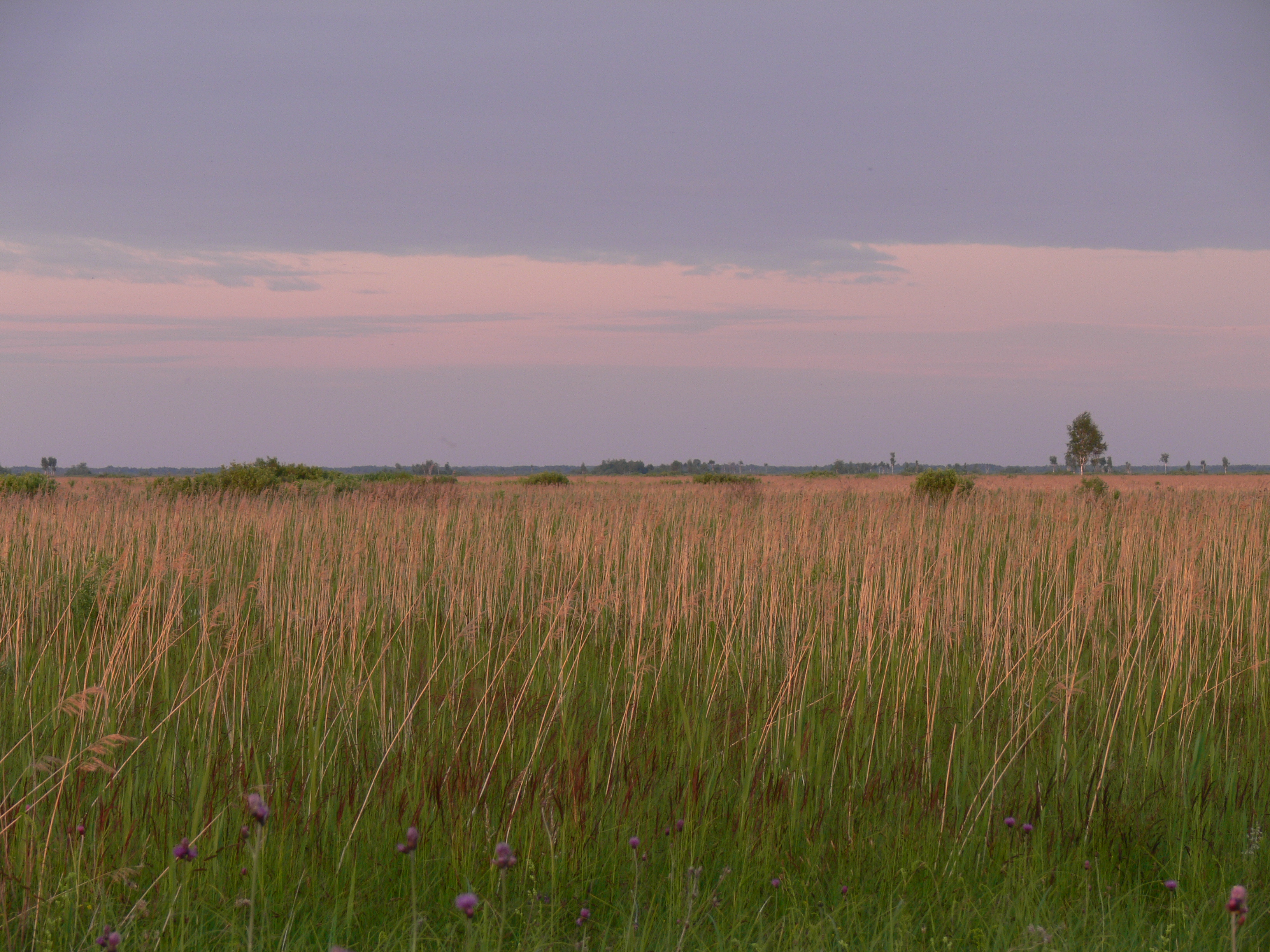 The open fen mire is overgrowing with reeds and shrubs