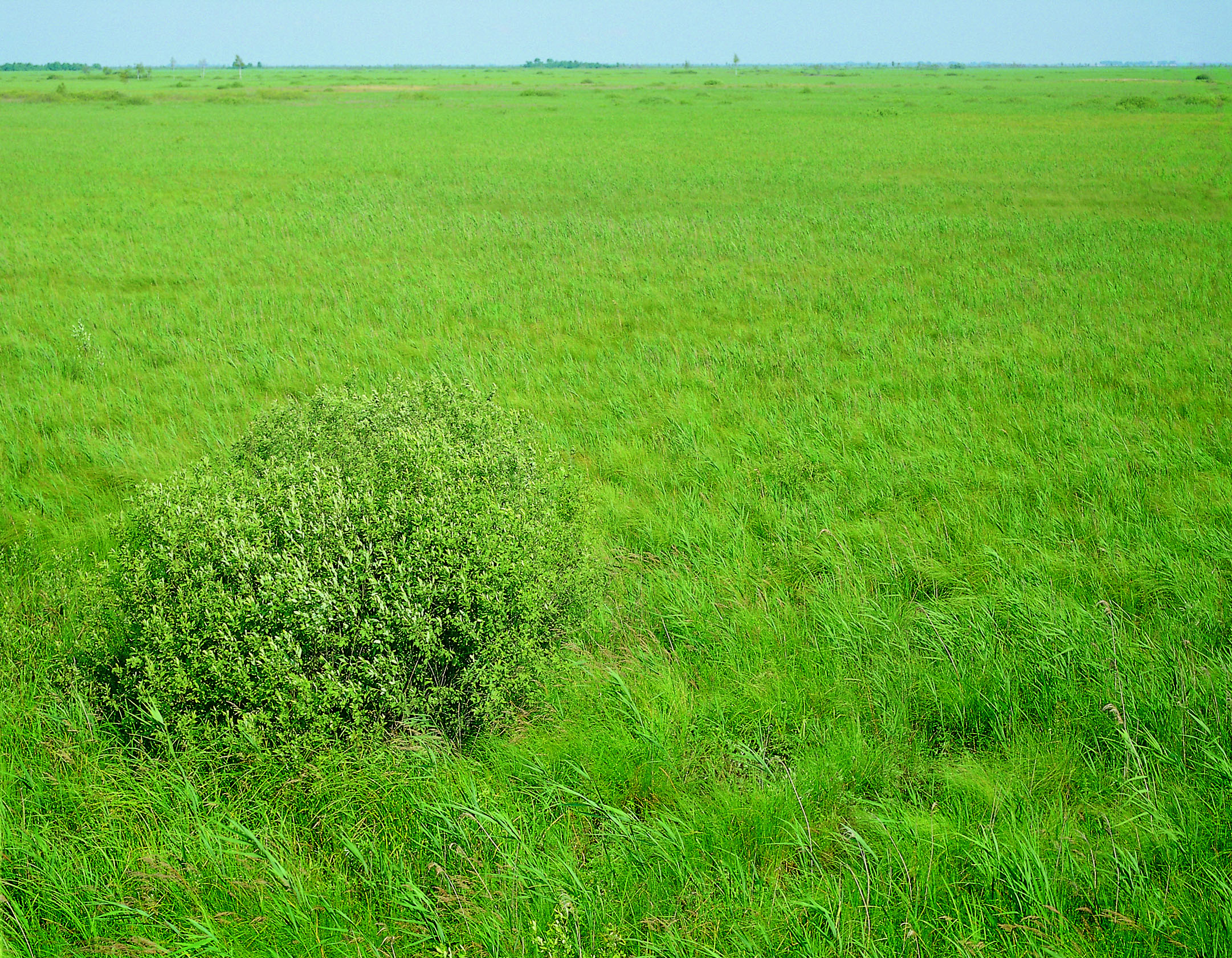 Open fen mire Zvanets