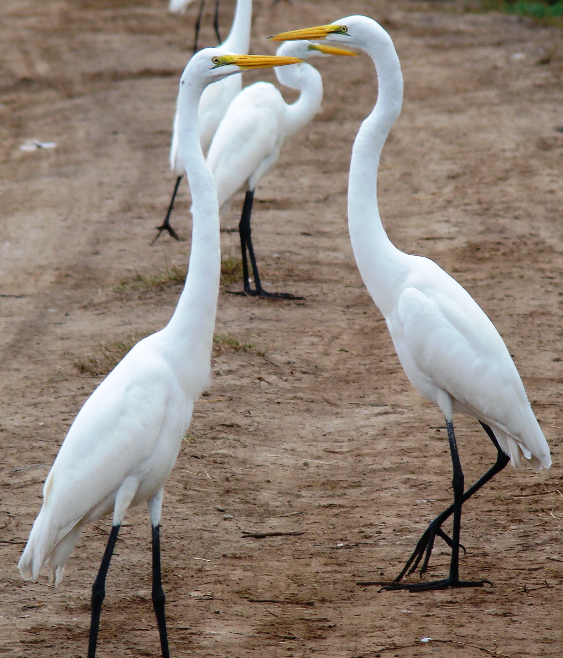 Ardea alba