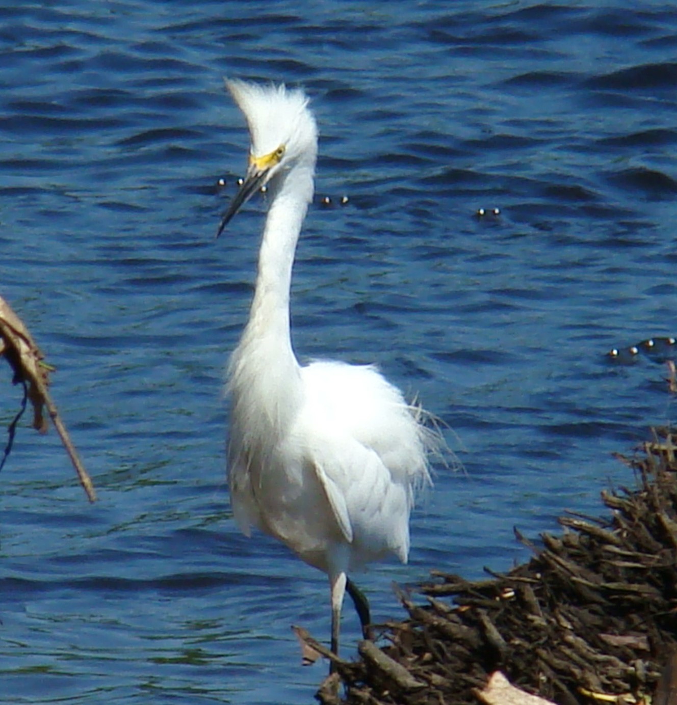 Egretta thula