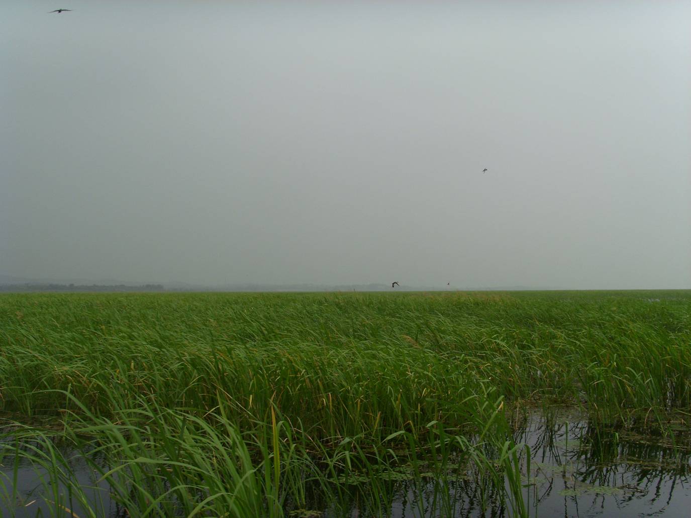 Wetland scenery of the site