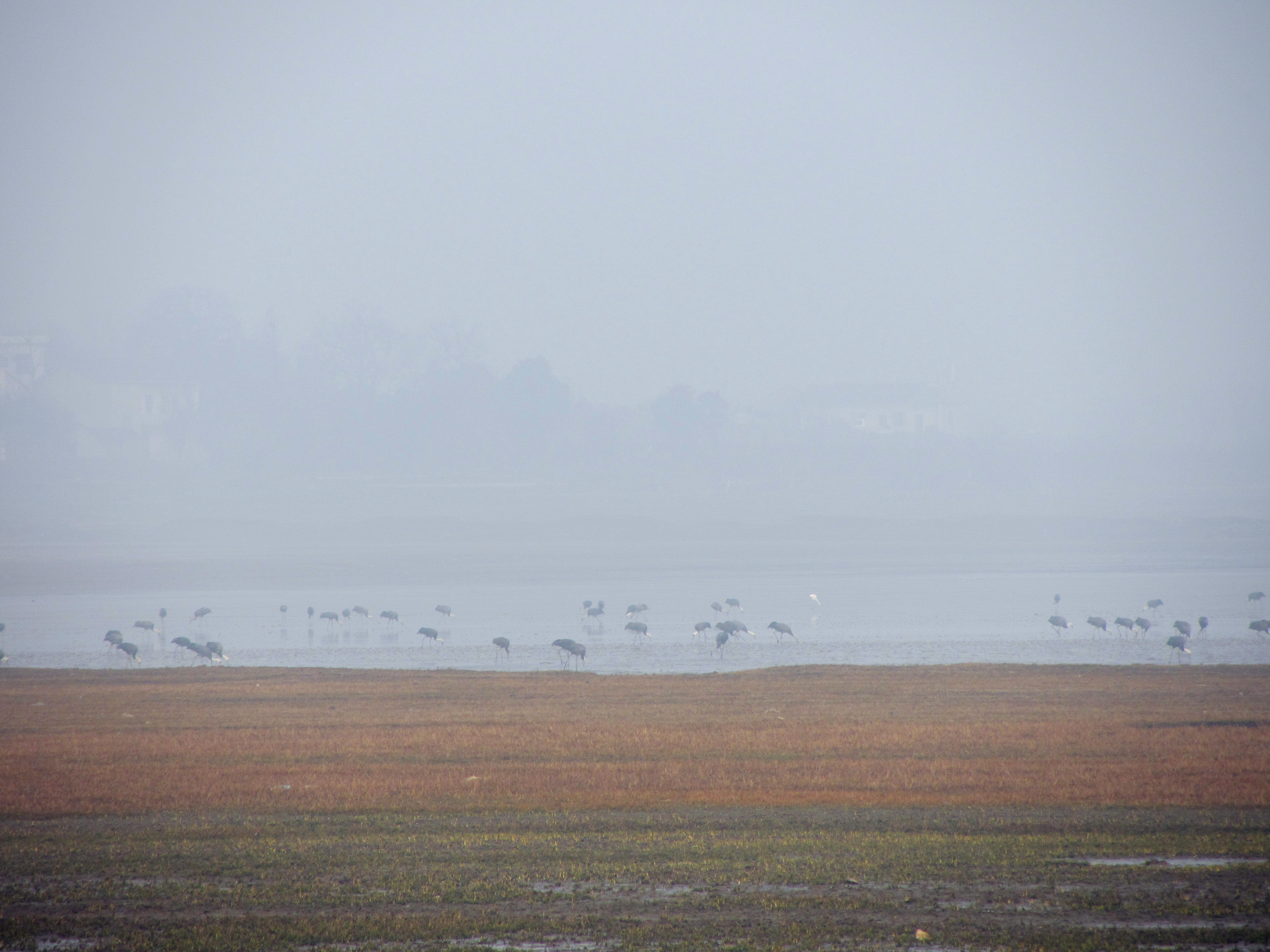 Foraging Grus monacha