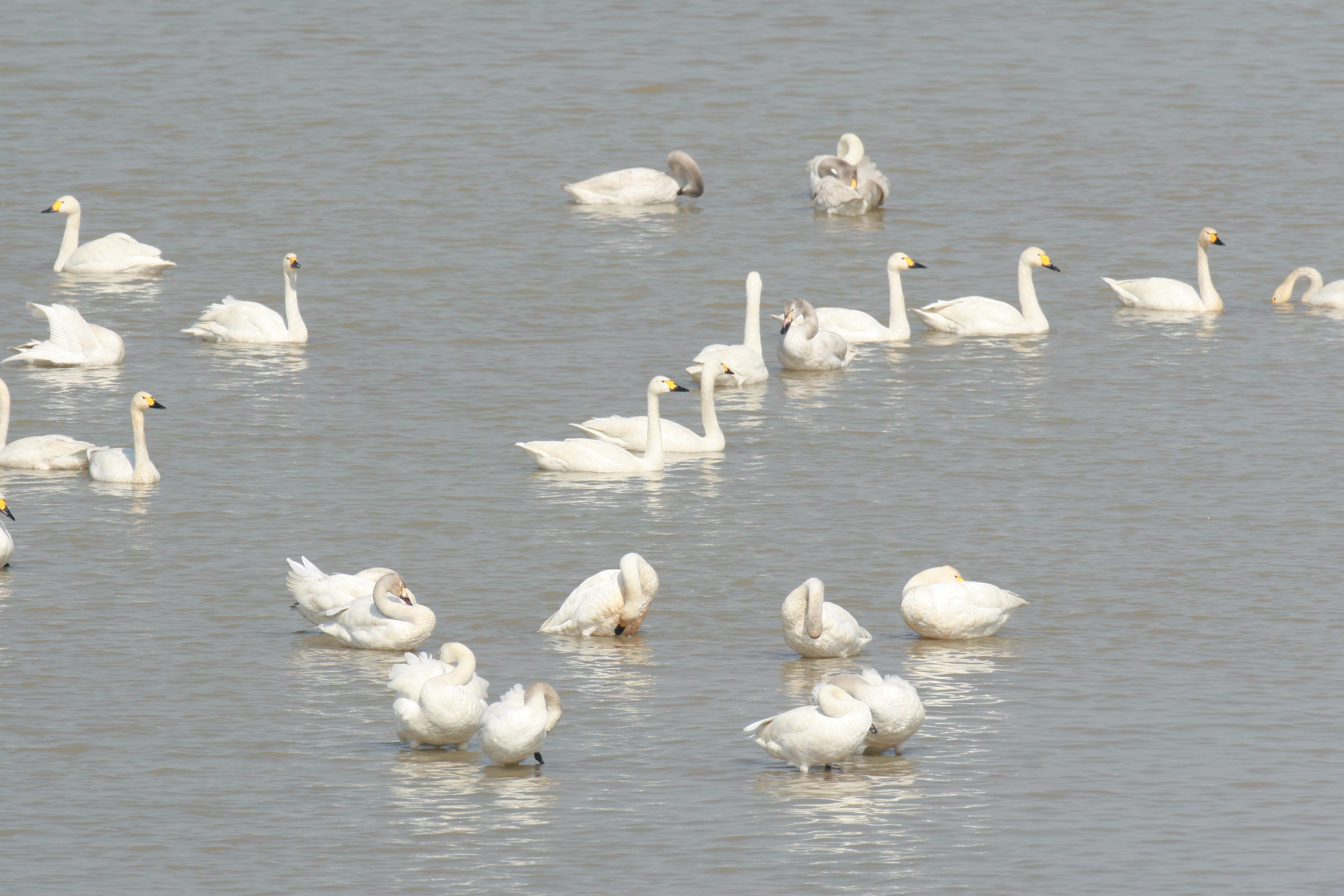 Cygnus columbianus