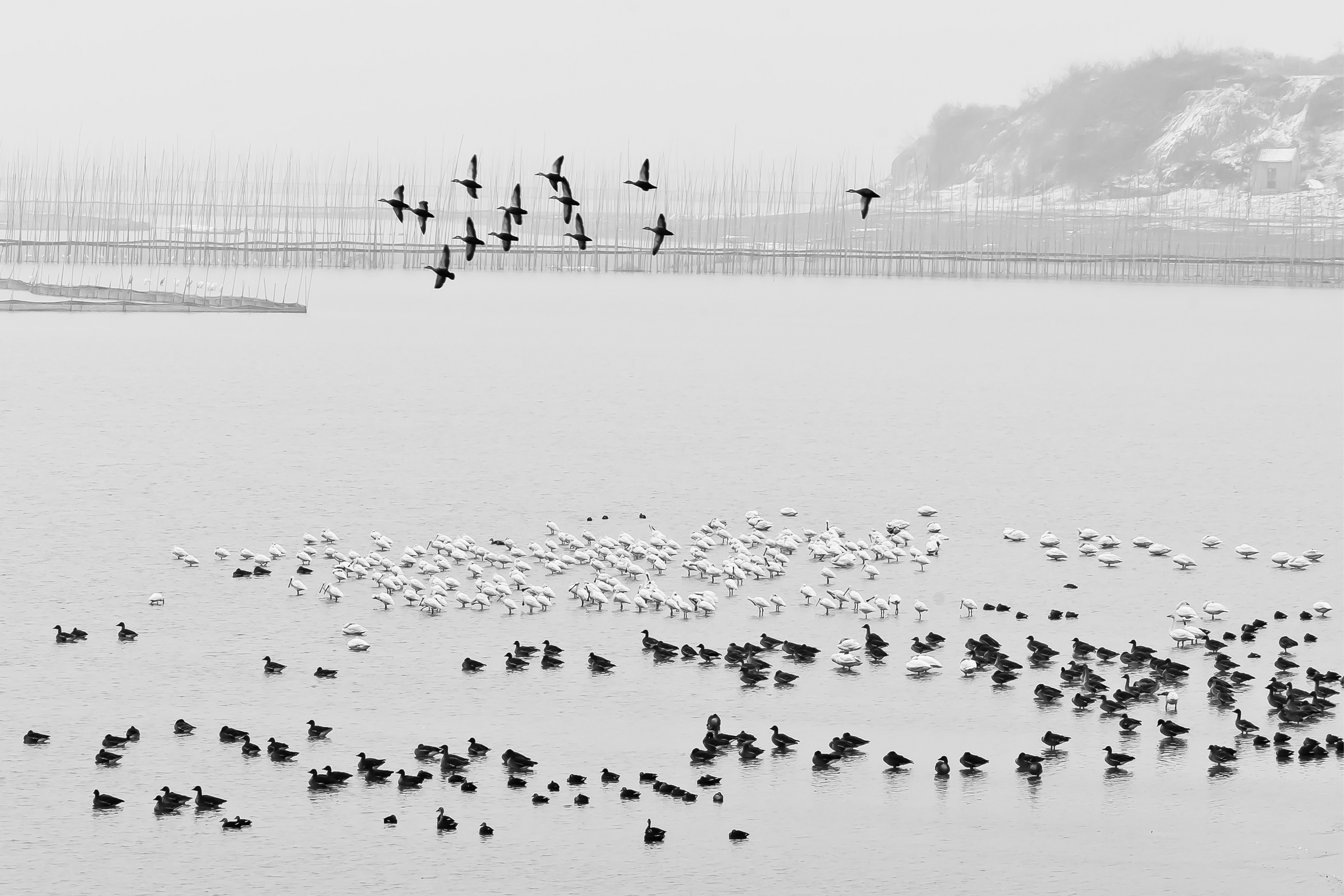 Platalea leucorodia and Anser fabalis in winter