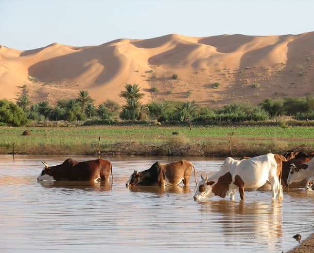 Tamourt Naaj