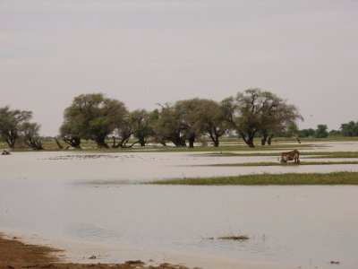 Tamourt Naaj