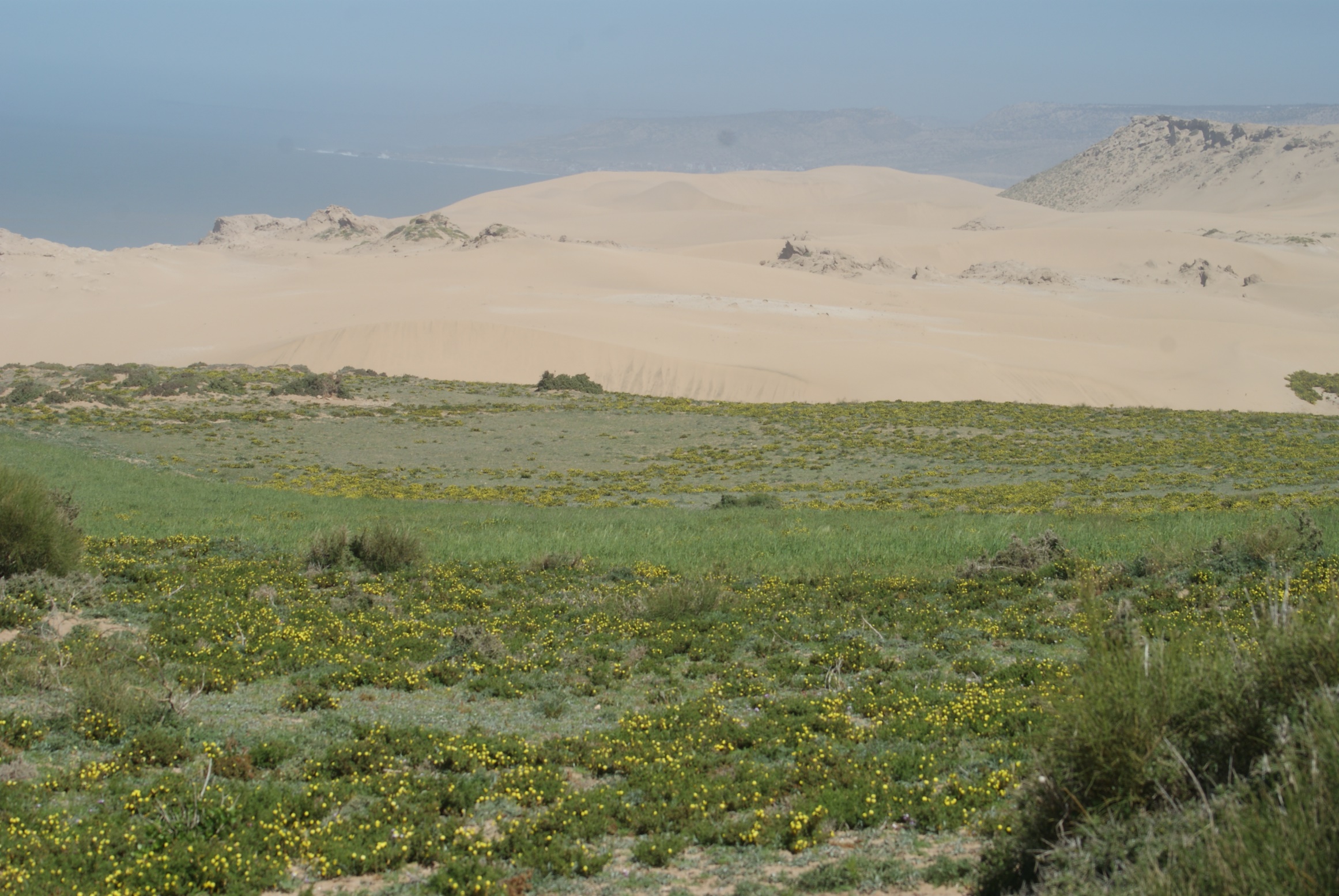 Dunes vives au nord de Tamri