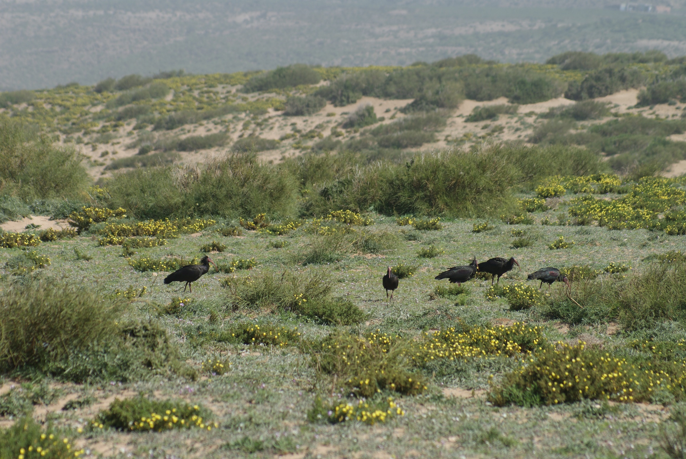 Aire de gagnage de l'Ibis chauve : steppe littorale près de Tamri