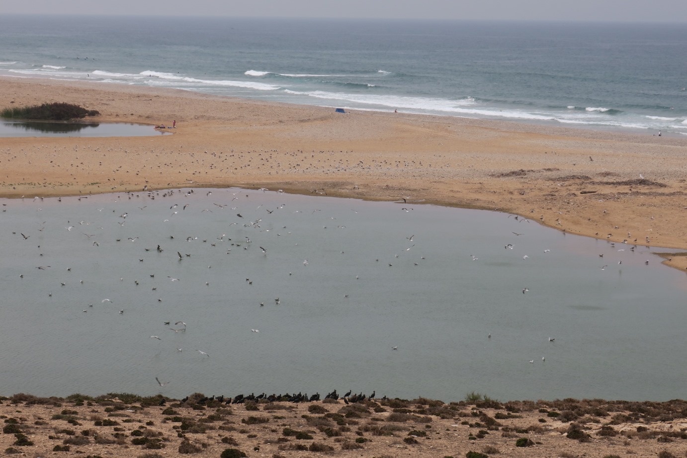 Stationnement hivernal de milliers de Laridés sur la 'plage' de Tamri