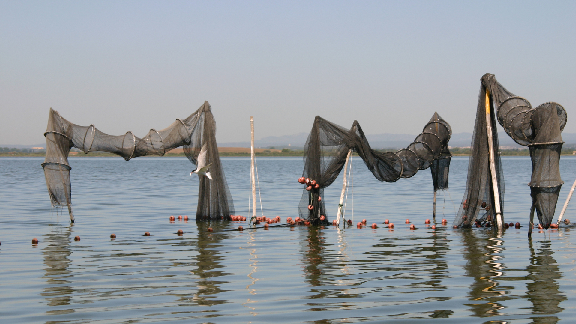 Capéchades en Petite Camargue