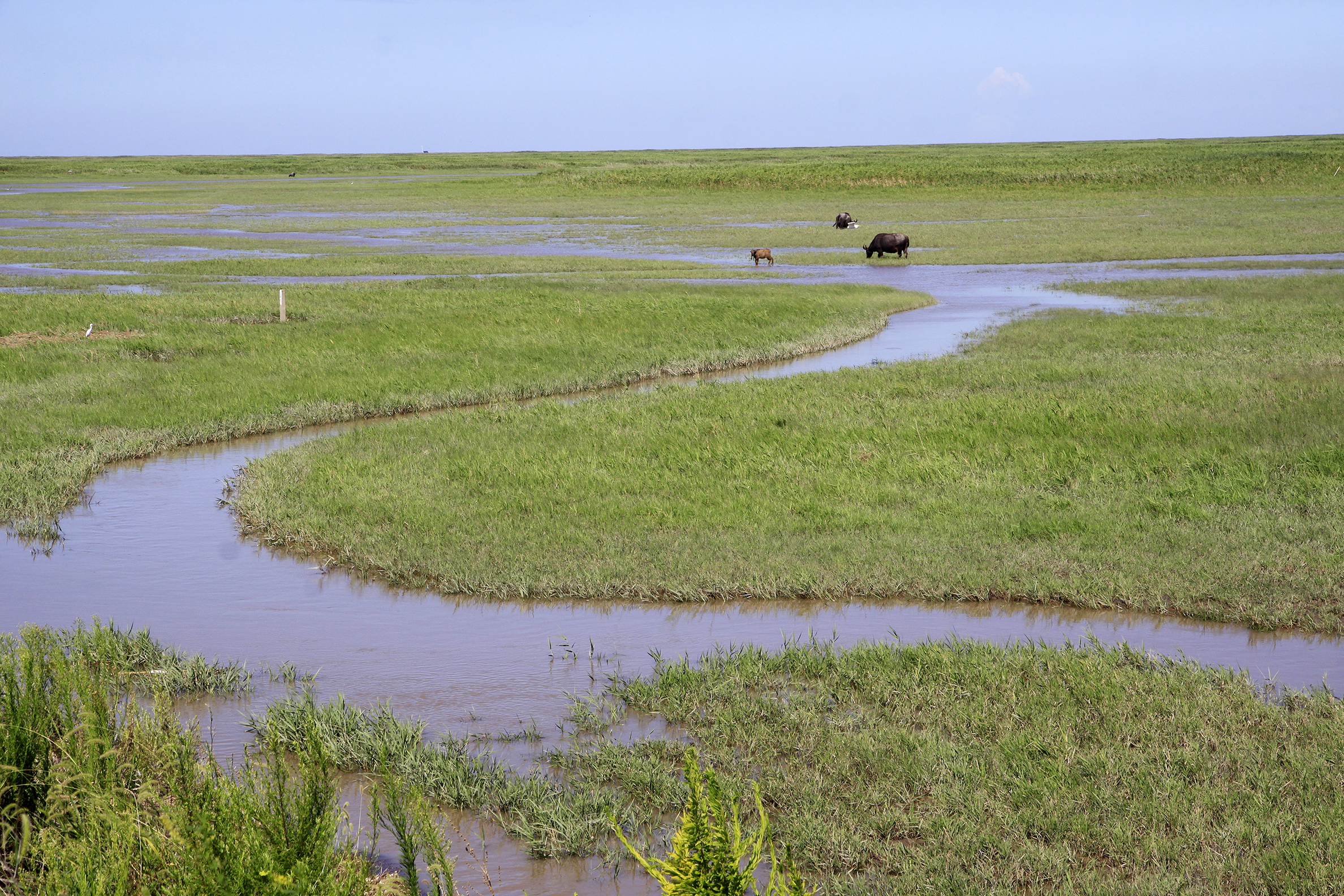 The mudflat in the site