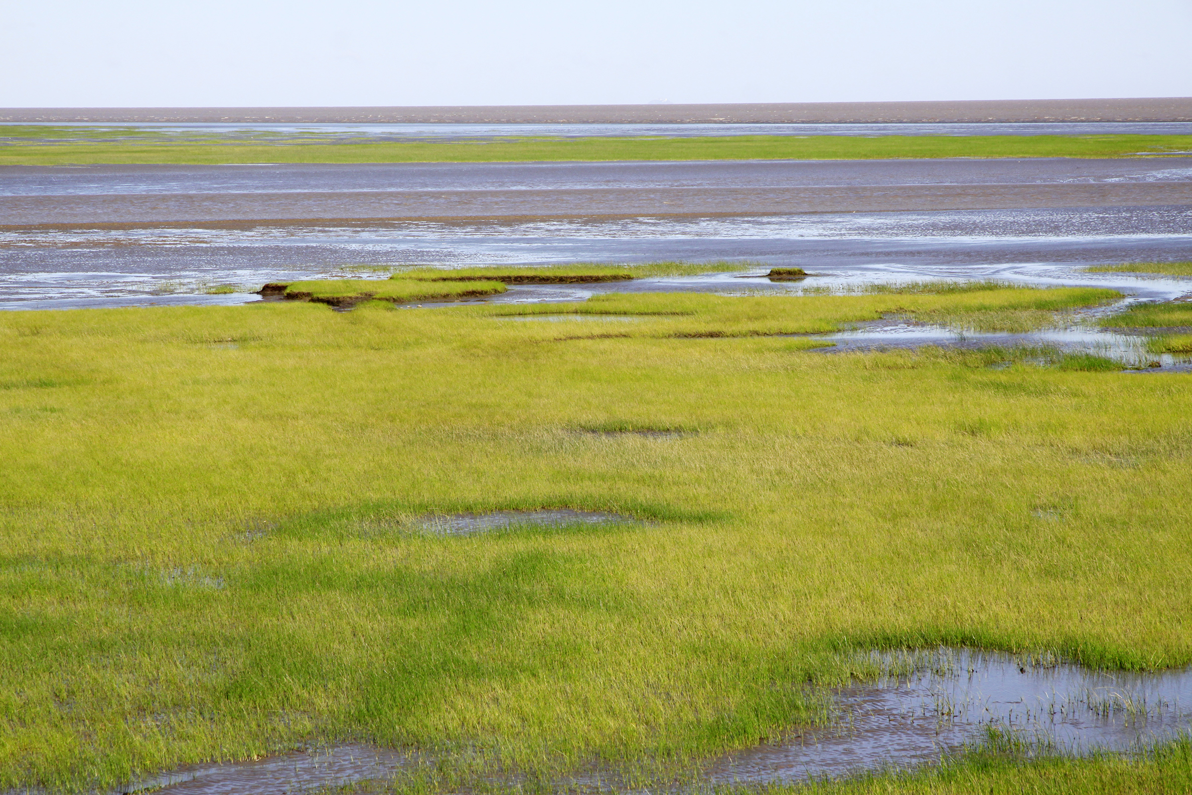 The mudflat in the site