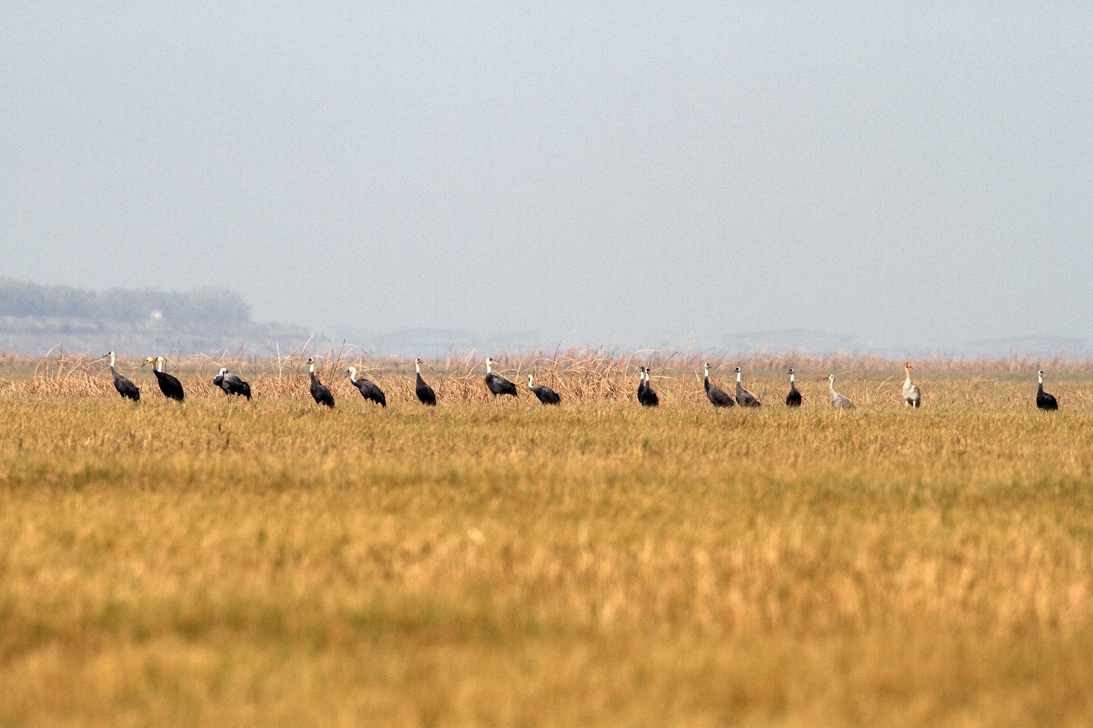 Grus monacha inhabiting in the site