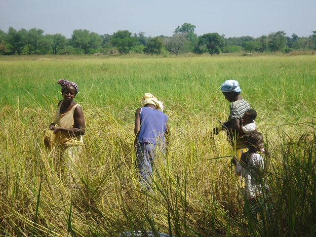 Photo 6 : Des femmes récoltant du riz aux abords du cours d'eau de la forêt galerie de Léra