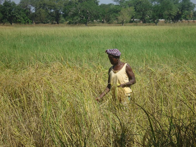 Photo 8 : Femmes solitaire récoltant ses cultures