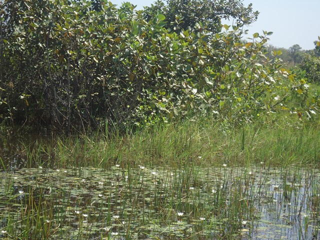 Photo 7 : Au coeur de la forêt galerie de Léra où oiseaux et animaux aquatiques se côtoient 