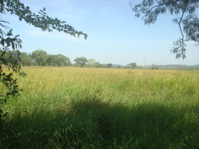 Photo 2 : Vue panoramique d'une rizière dans les limites du site