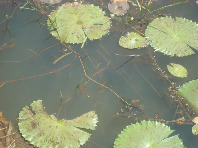 Photo 5 : Lame d'eau laissant apercevoir sous les larges feuilles de nénuphar, les alevins et petits poissons en pleine croissance