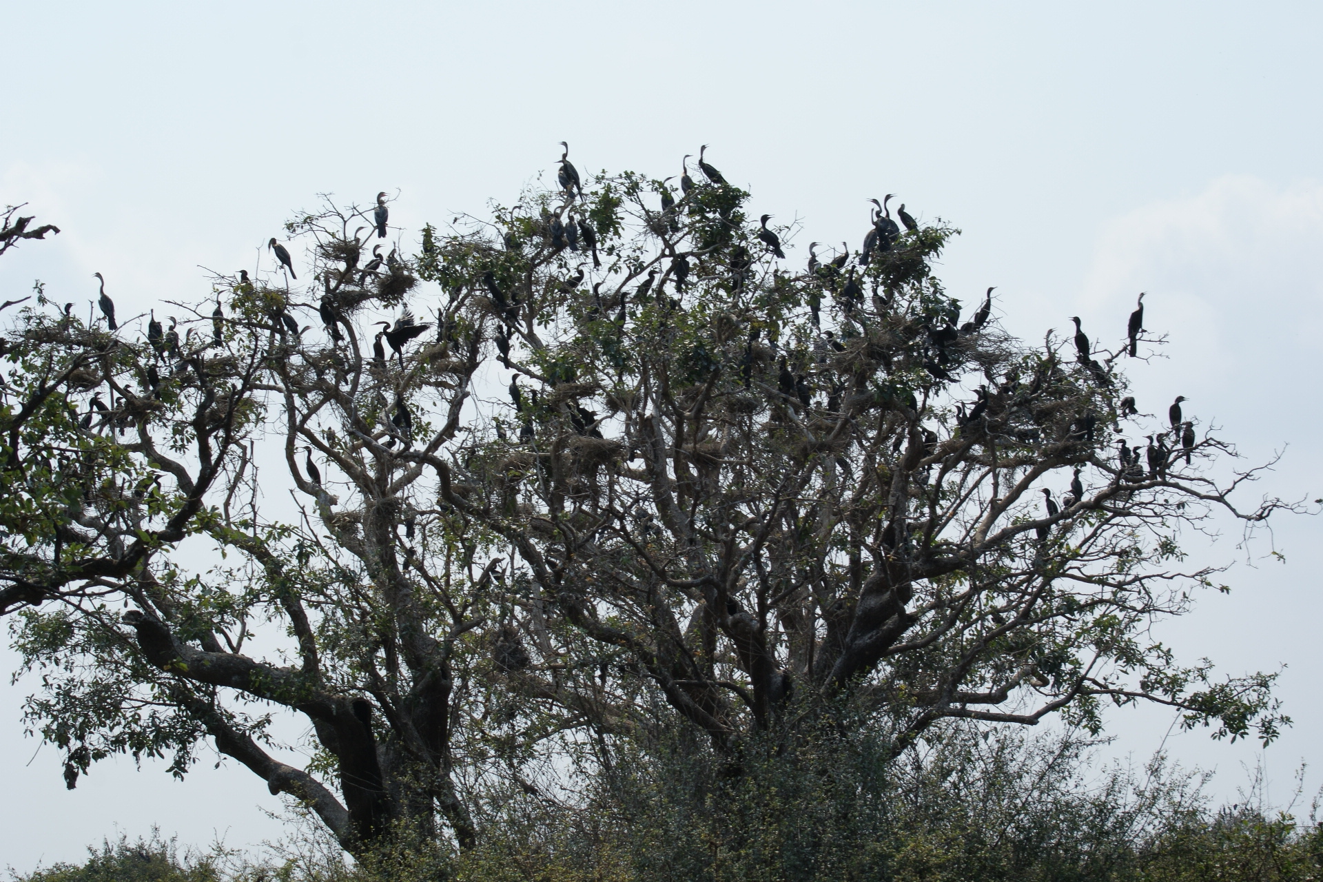 Bird colony inside Prek Toal