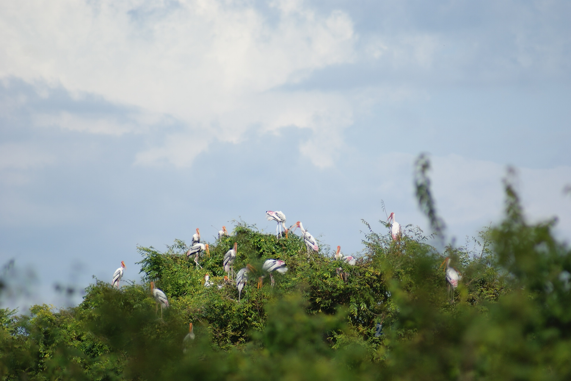 Bird colony inside Prek Toal Ramsar site