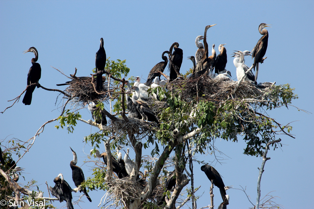 Darter nest in Prek Toal Ramsar site 