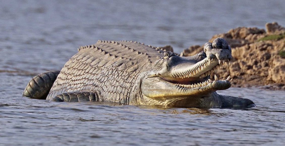 Gharials