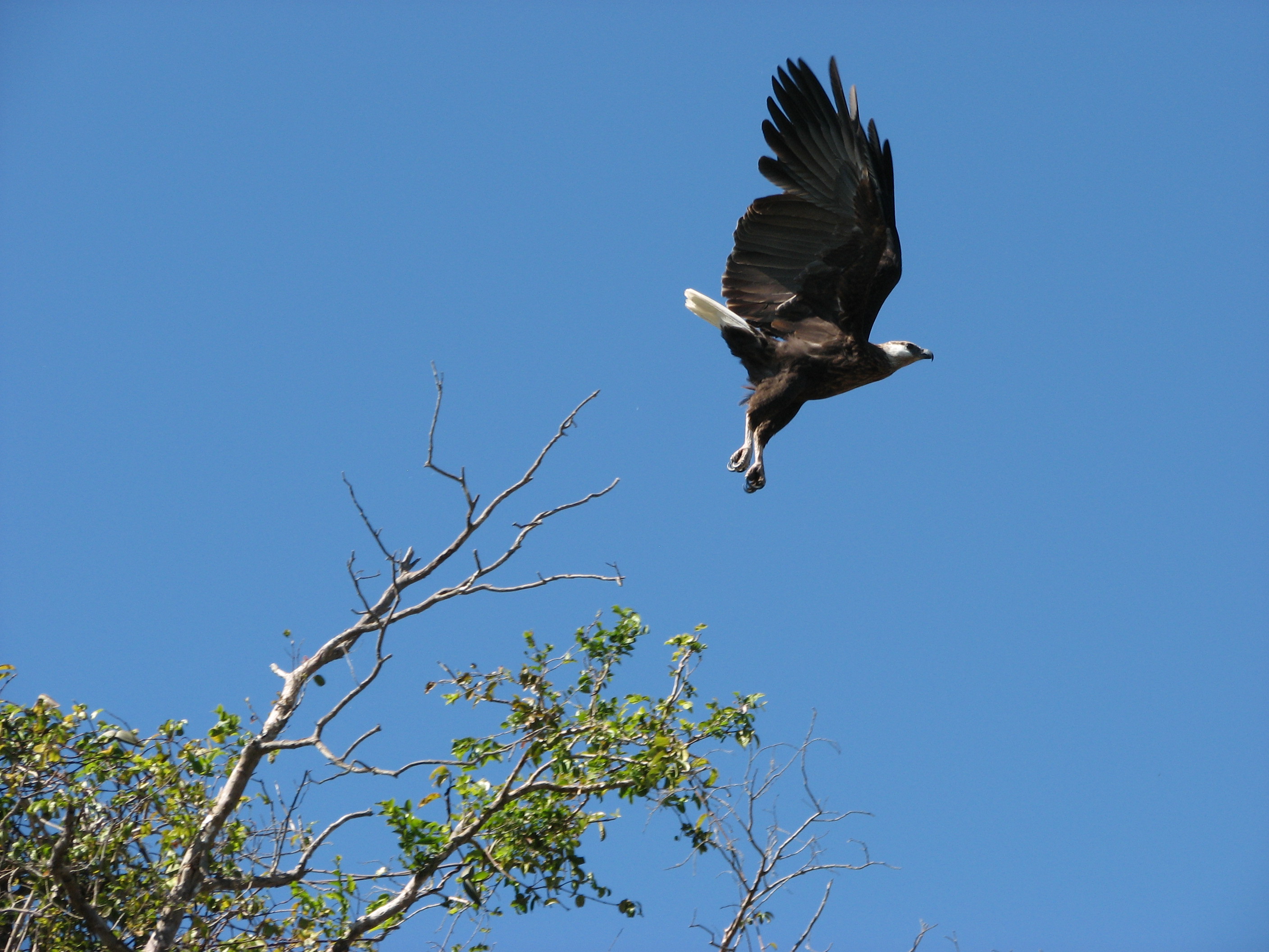 aigle pêcheur de Madagascar