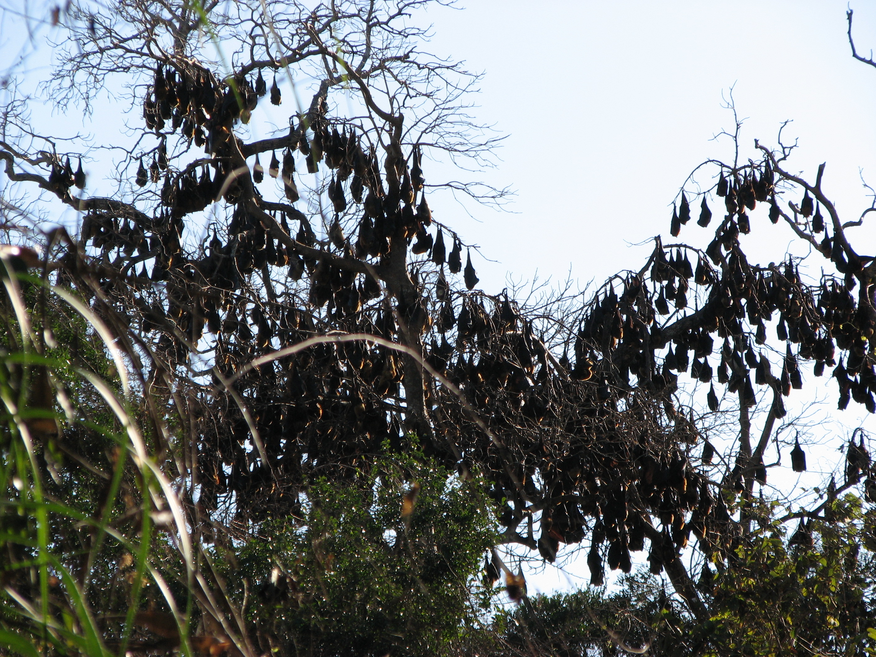 chauve-souris