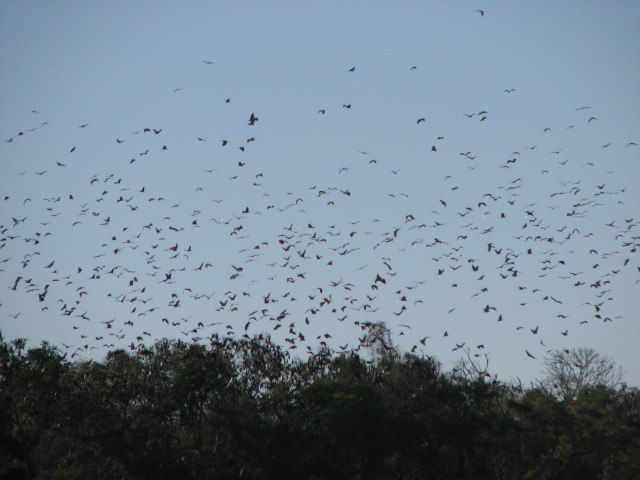 chauve-souris