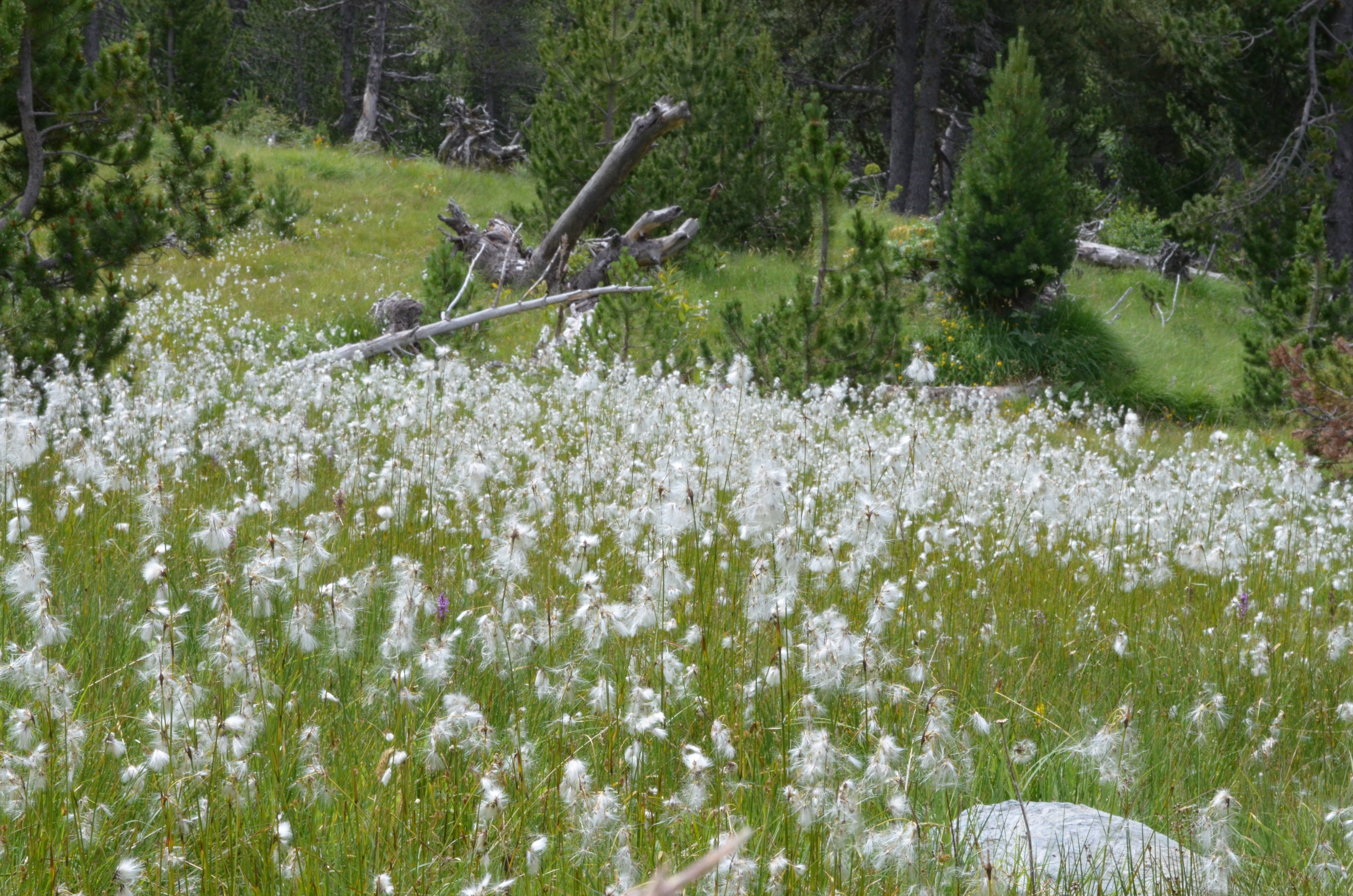 Cottongrass