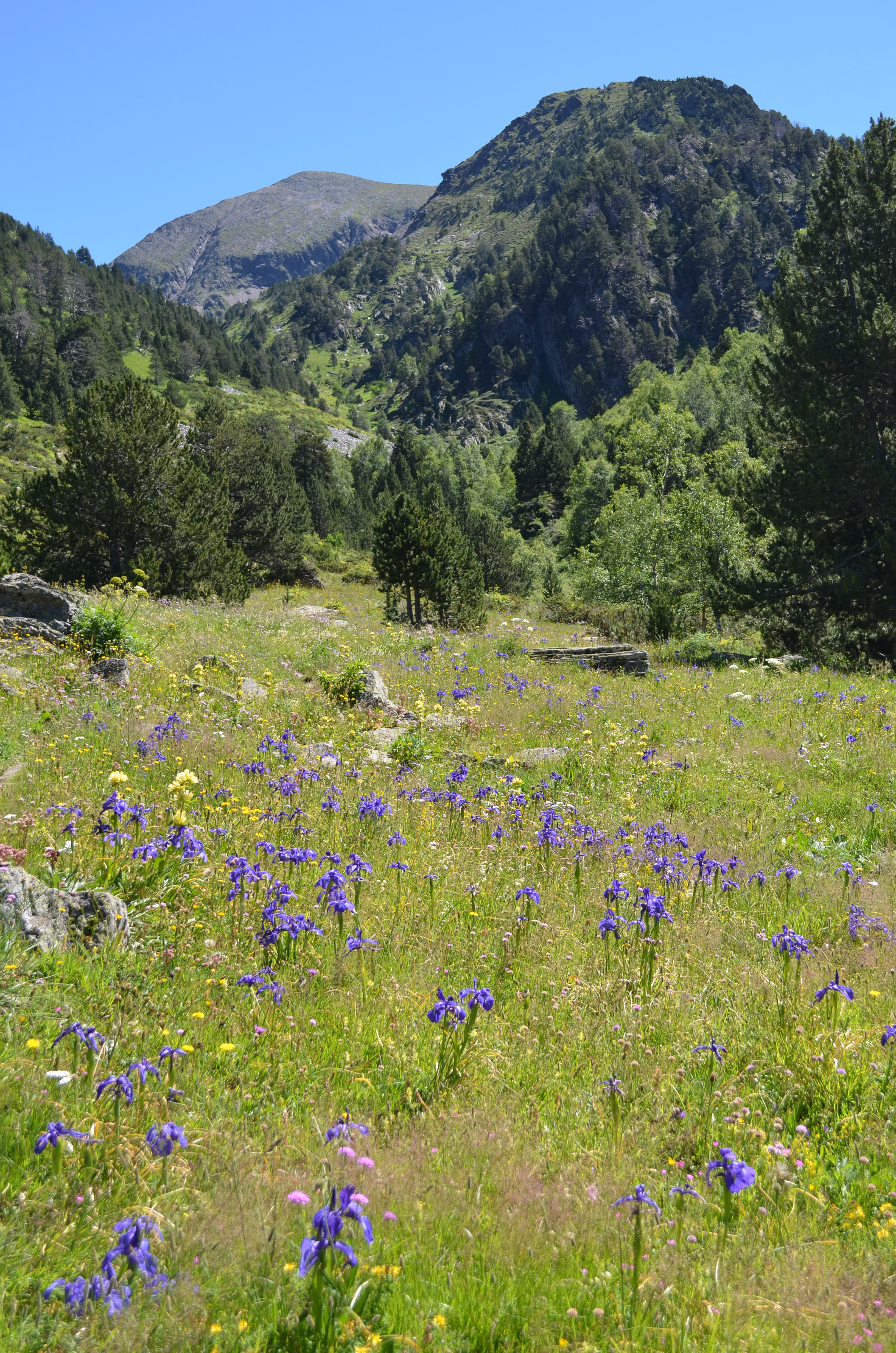 Iris latifolia