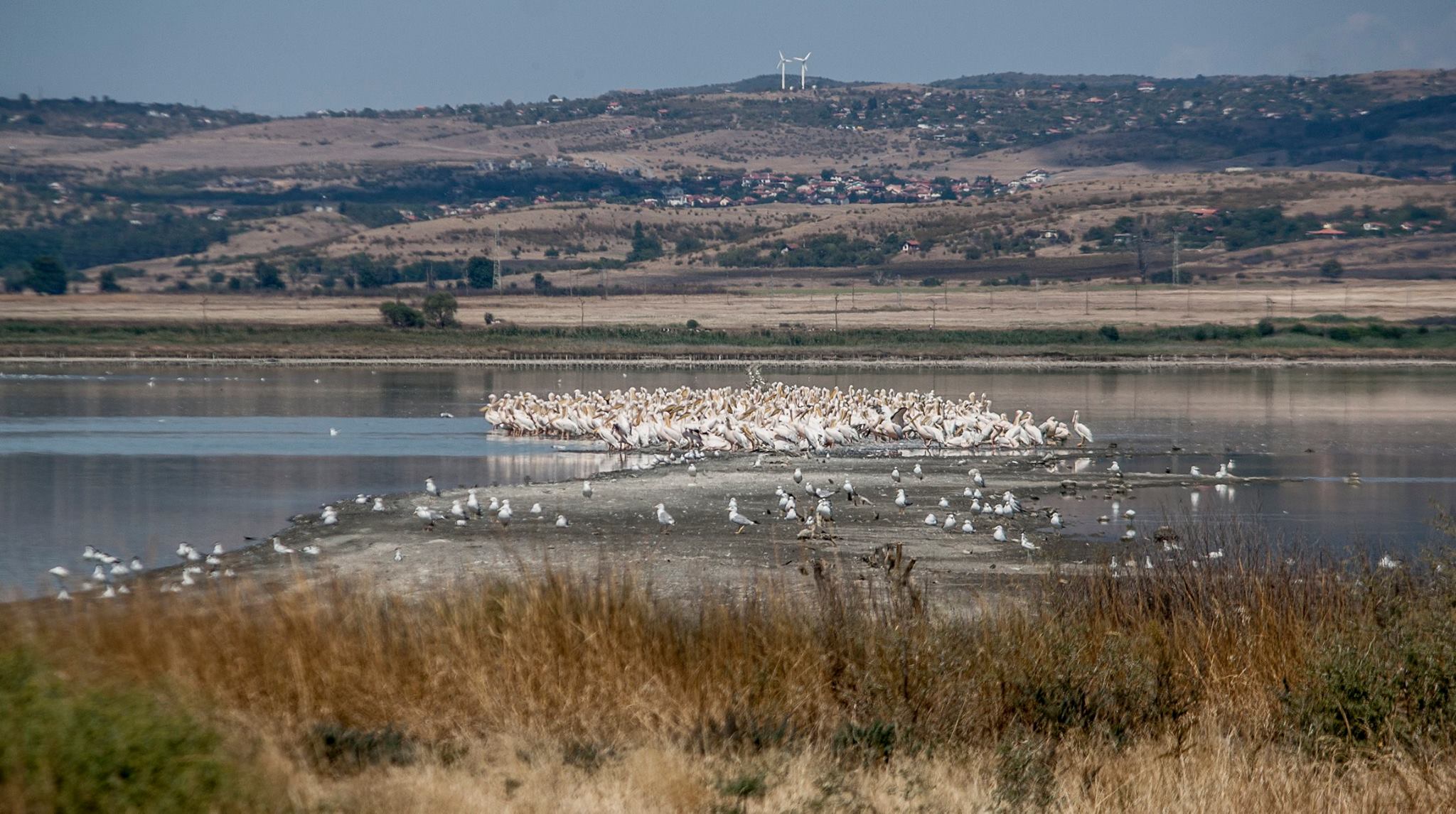 Waterfowl in Atanasovsko Lake