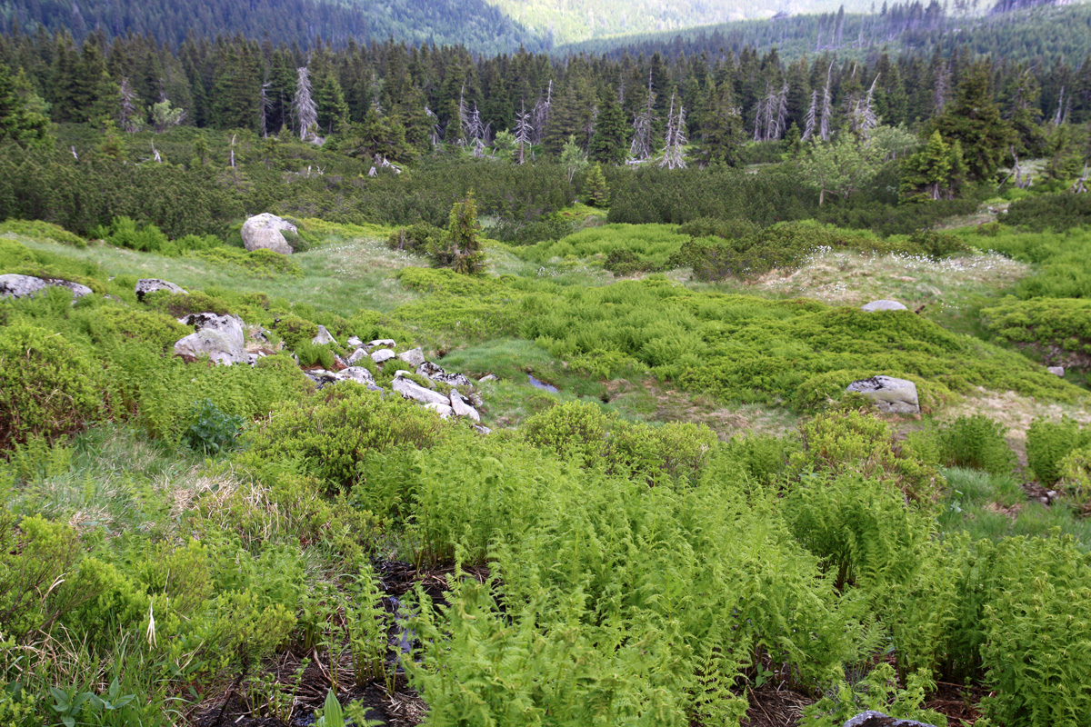 Karkonosze Subalpine peatbogs