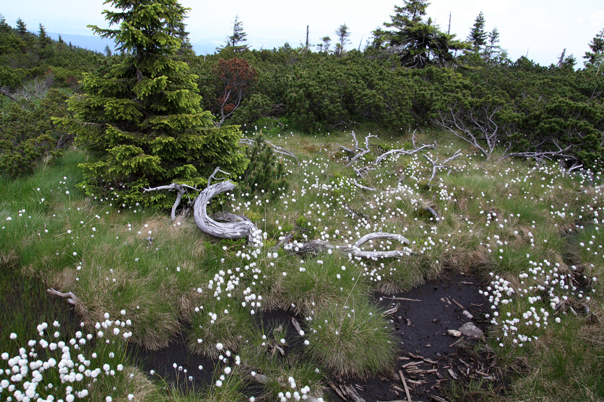 Karkonosze Subalpine peatbogs